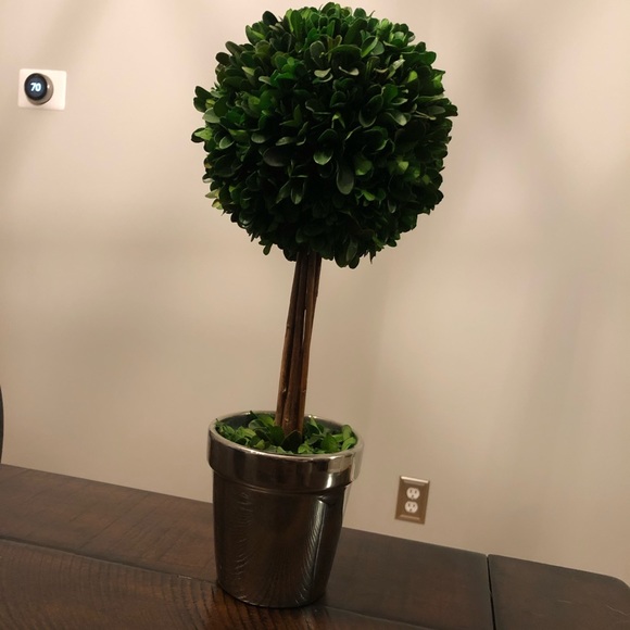 Other - Boxwood topiary! Other - Boxwood topiary!